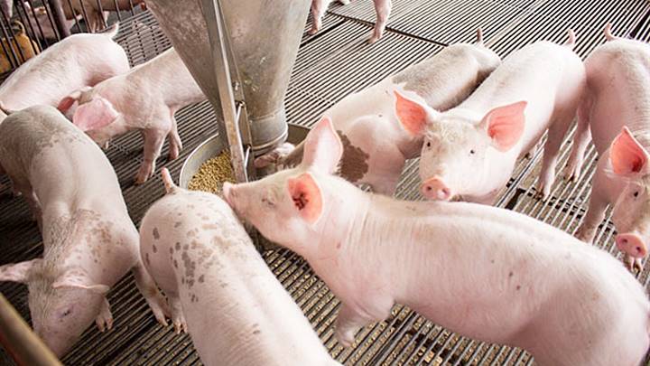 Cập Nhật Giá Lợn Hơi Ngày 16/3: Miền Bắc Phục Hồi, Miền Nam Giảm Nhẹ